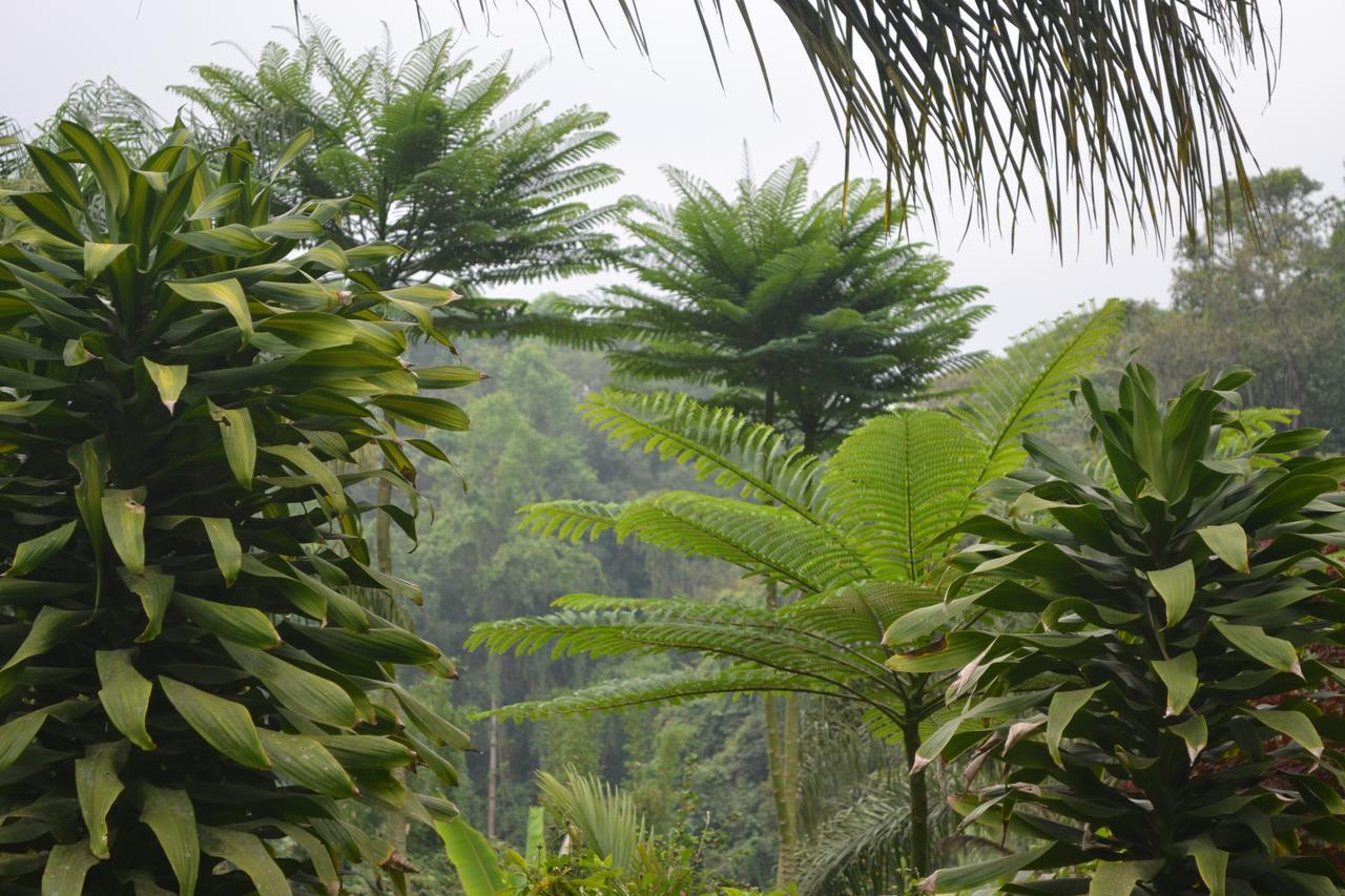 Eco Hotel La Jicarita Coatepec  Dış mekan fotoğraf