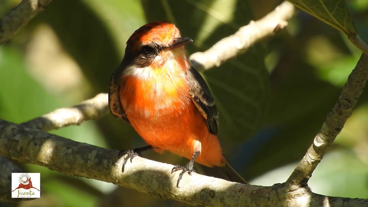 Eco Hotel La Jicarita Coatepec  Dış mekan fotoğraf